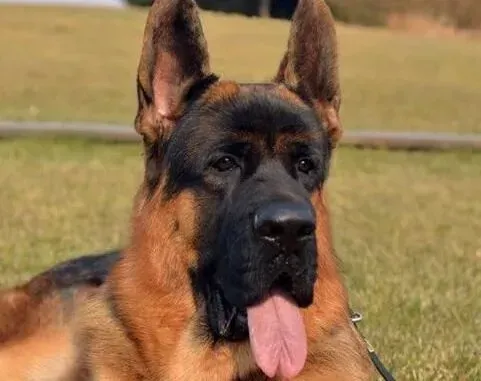 德国牧羊犬|训练德国牧羊犬的基本技巧和方法