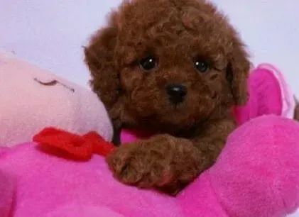 泰迪犬|泰迪犬尿失禁应该怎么治疗