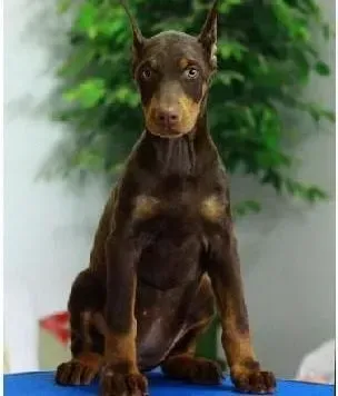 杜宾犬|给杜宾犬吃大蒜也需适量