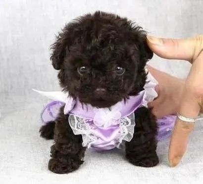 泰迪犬|欢声笑语 轻松应对泰迪犬坐车的一切问题