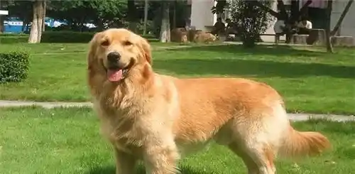 金毛寻回犬如何训练 训练金毛犬从小开始 | 金毛寻回犬