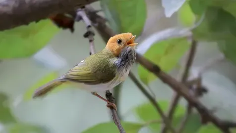 鸟的生活习性 大多数的鸟儿是飞翔的生活 | 鸟