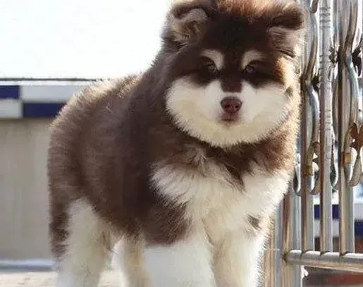阿拉斯加犬|阿拉斯加犬一直拉稀需要吃什么药治疗