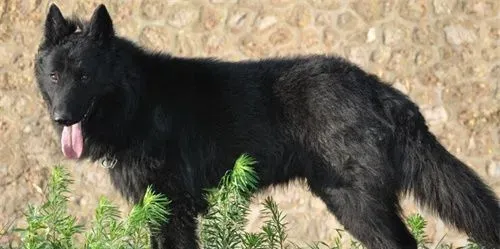 比利时牧羊犬凶猛吗 警戒心强聪颖机警 | 比利时牧羊犬