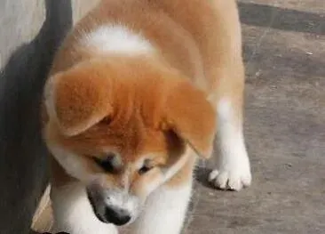 秋田犬|秋田犬咳嗽好几天了应该如何医治
