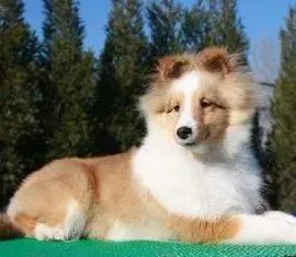 喜乐蒂|喜乐蒂犬多大的时候可以换牙