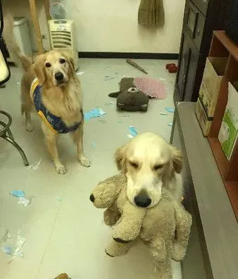 肉搜这个小变态！黄金猎犬被汪妹强行脱衣 | 狗