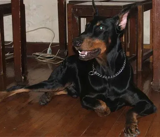 杜宾犬|宠物狗饮食很关键之饲主给杜宾犬挑选狗粮存在哪些误区