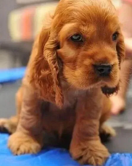 可卡犬|可卡犬奶水少，吃什么才能增加奶水呢