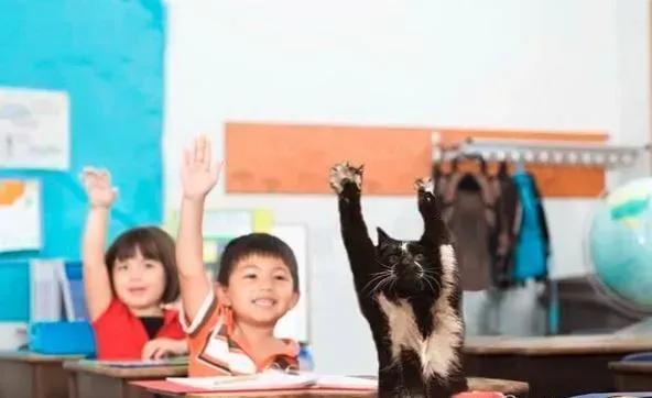 爱高举双手的趣猫咪 超可爱模样瞬间变网络红猫 | 猫