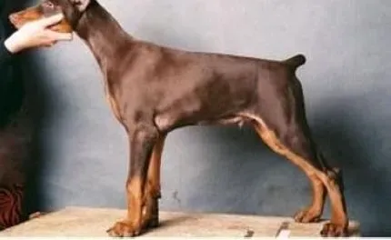 杜宾犬|杜宾犬的营养品和补品有哪些