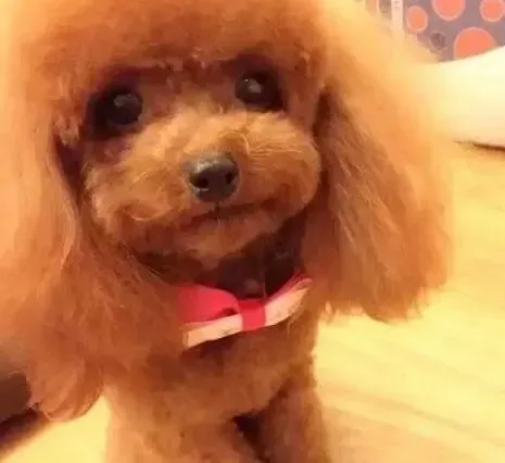 泰迪犬|泰迪犬晚上不睡觉，总从笼子里出来怎么教育才好