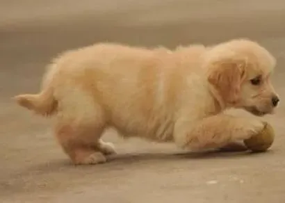 金毛|如何给周岁以内的金毛犬制定训练的计划
