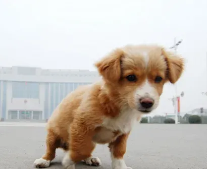  给狗狗吃什么好 狗的体质与人类不同 | 狗狗