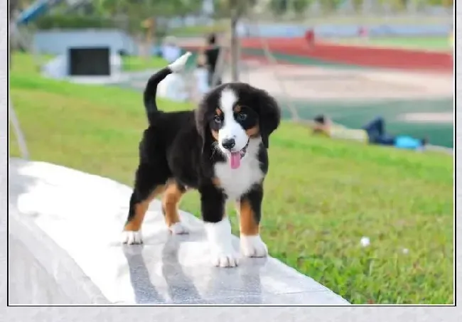 伯恩山犬|伯恩山犬肠胃不太好应如何调理过来