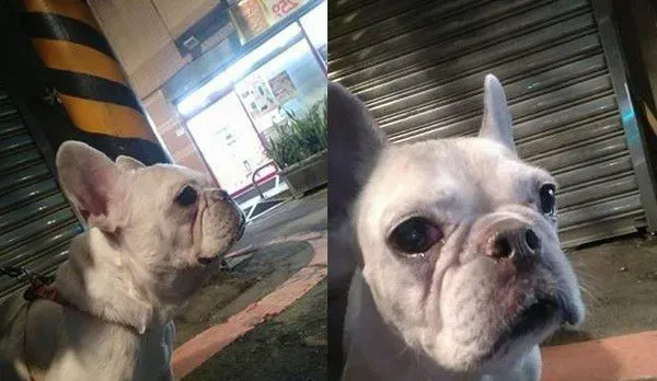 斗牛犬看见疑似前主人的背影 发现认错后失望流泪 | 狗