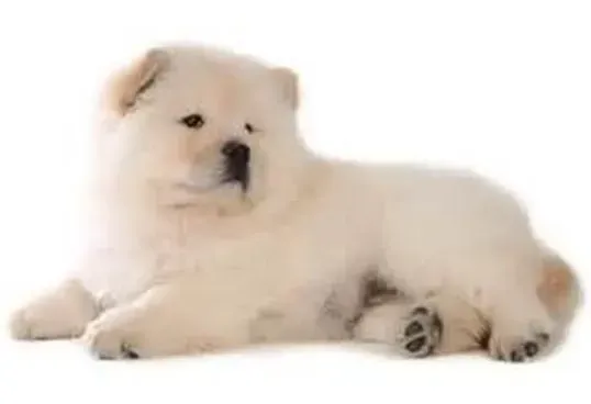 松狮犬|如何为松狮犬量身定做一座合适的狗屋
