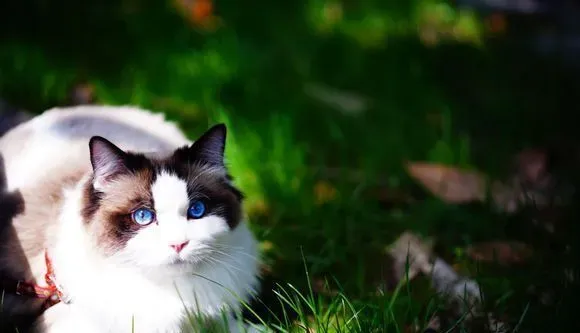 布偶猫不会跳  布偶猫不会跳原来是这个原因 | 布偶猫