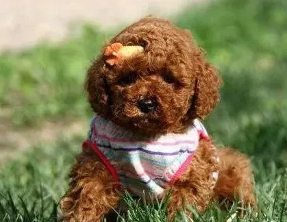 泰迪犬|主人应该看的饲养泰迪犬幼犬的百科全书