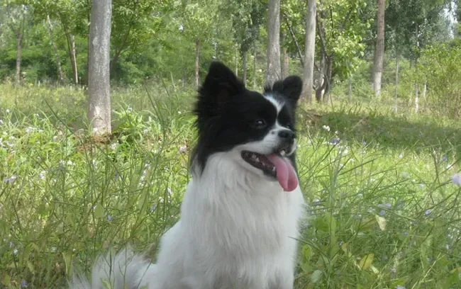 蝴蝶犬大小便 喜欢在特定的地方大小便 | 蝴蝶犬