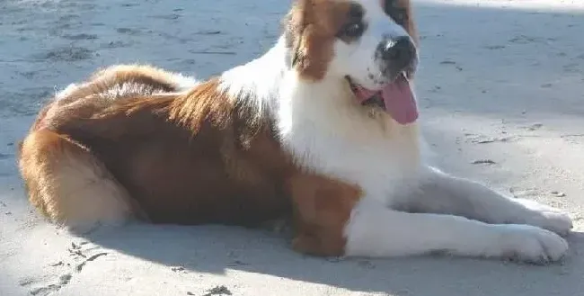 圣伯纳犬|精湛技术 圣伯纳犬剪毛修剪需要哪些步骤