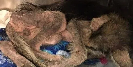 捡回一小坨乱毛状态生物 四个月后变身超帅气德牧 | 狗