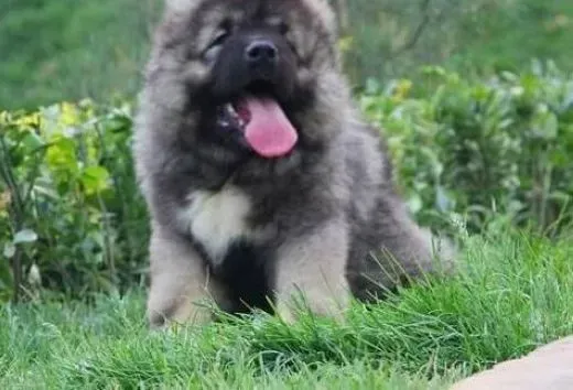 高加索犬|高加索犬消化不良的克星——正确的饲养方法