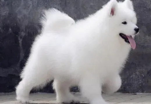 萨摩耶|喂养萨摩耶的方式可以参照比赛犬的标准