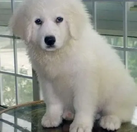 大白熊犬|我们要怎样培养自己与大白熊犬的关系