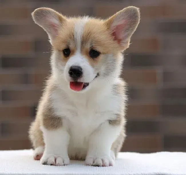 柯基犬|如何保证柯基犬成年后的饮食