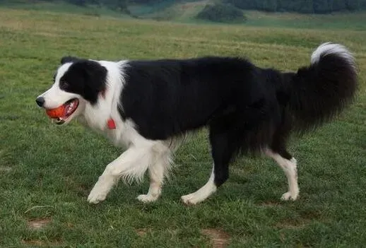 边境牧羊犬|边境牧羊犬眼皮浮肿，请问医生是怎么了