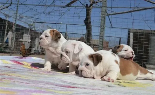 英国斗牛犬|斗牛犬的肚子非常鼓怎么办是好