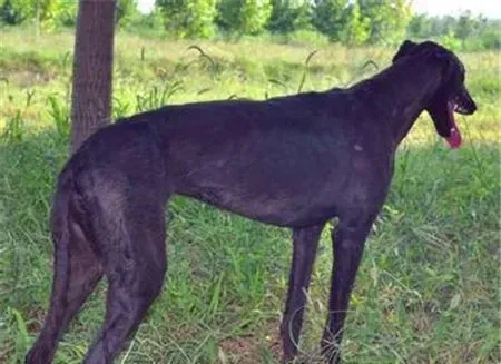 灵缇幼犬能喝骨头汤吗 灵缇幼犬可以喝骨头汤 | 灵缇犬