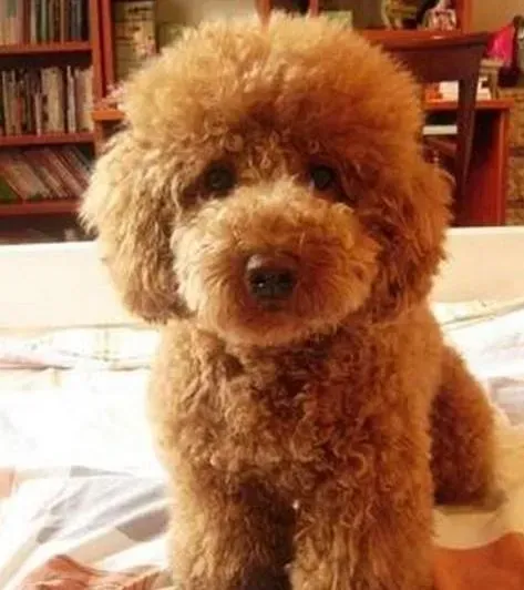 贵宾犬|生活小窍门 如何轻松避免贵宾犬撕咬家具