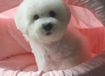 比熊犬|比熊犬胆子很小，如何才能提高它的胆量