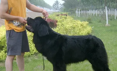 纽芬兰犬的养护常识 该去食量比较大 | 纽芬兰犬