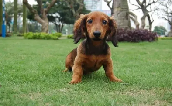 腊肠犬|夏季适合领养腊肠狗狗吗