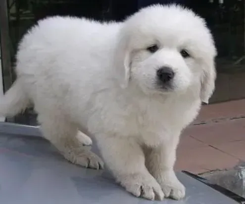 大白熊犬|新买的大白熊犬晚上一直叫怎么办