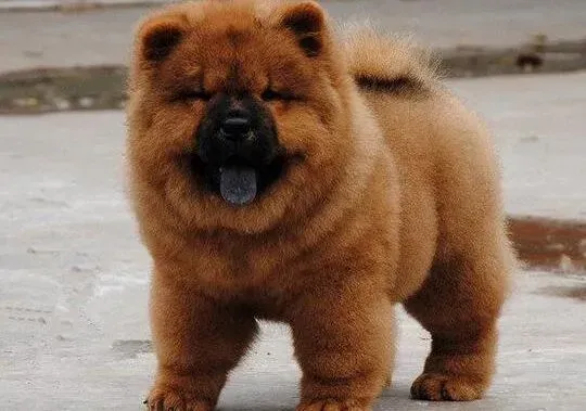 松狮犬|十个月的松狮犬饭量是多少呢 求解答