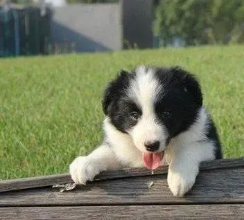 边境牧羊犬|边境牧羊犬一天没吃饭不喝水了这是怎么回事