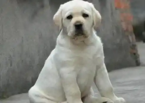 拉布拉多|拉布拉多犬挑食怎么办？如何纠正