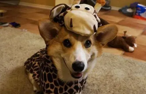 柯基犬好不好养 饲养管理要点 | 柯基犬
