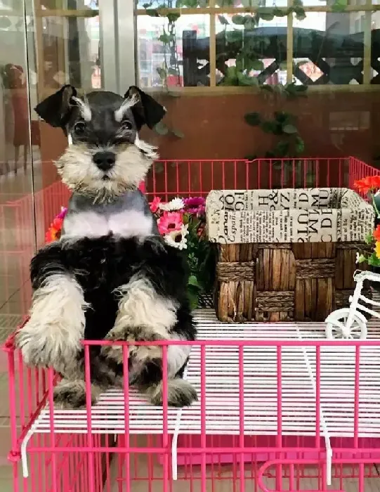雪纳瑞|怎样让雪纳瑞的洗浴更健康