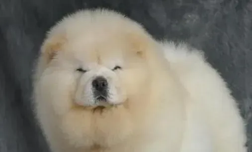 松狮犬|分享让松狮幼犬可以健康成长的好方法