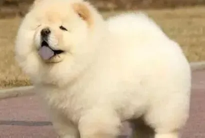 松狮犬|松狮犬在孕期中的养护要注意哪些问题