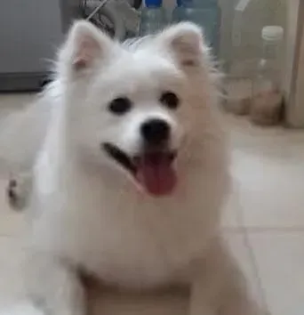 银狐犬|饮食新手册 快速了解银狐犬不能吃哪些食物