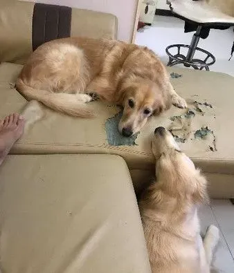 肉搜这个小变态！黄金猎犬被汪妹强行脱衣 | 狗