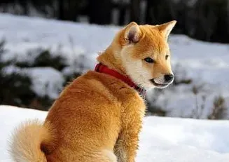 秋田犬有没有白色 秋田犬其实是有白色的 | 秋田犬
