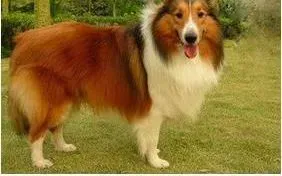 喜乐蒂|如何对喜乐蒂犬进行最科学的训练