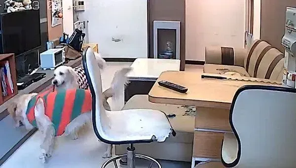 肉搜这个小变态！黄金猎犬被汪妹强行脱衣 | 狗